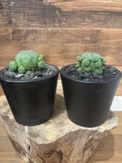 ユーフォルビア　オベサ　雄雌セット　2株セット　 実生　サボテン　鉢付き ユーフォルビア オベサ S［雄株］ × 森田昌求 作「CLAW」2.5号
