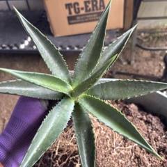 ナ*ツ様 アガベ　セルシー　アメリカーナ　デスメティアーナ アガベ・デスメティアーナ ｜Agave desmetiana | DESERT INC.