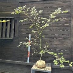 ヤマモミジ/山採り天然木【現品発送】管理70459 信頼】 ヤマモミジ|山採り天然木 現品発送 管理70459 落葉樹