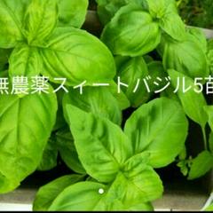 スィート バジルの苗 5株 完全無農薬 ☆おまけ付き