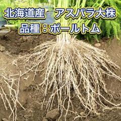 黒川 アスパラガス 苗 株 ポールトム 1.5年培養苗/2株セット特別価格 北海道産 アスパラガス 苗 株 ポールトム 1.5年培養苗/特別価格