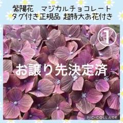 来年育成用アジサイ5種♡メルカリ便 - メルカリ