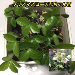クリスマスローズ赤ちゃん 抜き苗10本 N170