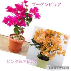 ブーゲンビリア八重オレンジピンクNo905 らくらくメルカリ便発送‼️ ブーゲンビリア八重オレンジピンクNo905 らくらくメルカリ便発送