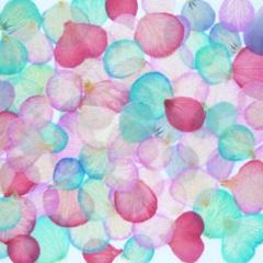 在庫整理/訳あり☆押し花素材：ビオラの花びら（ 683 レジン パーツ 花材）