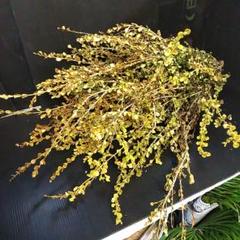 値下げしました。ボックスウッド(西洋つげ)のドライフラワー