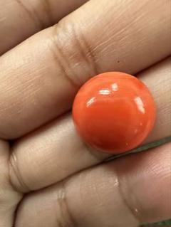 珊瑚風14.9mm、重约2.1g（10）
