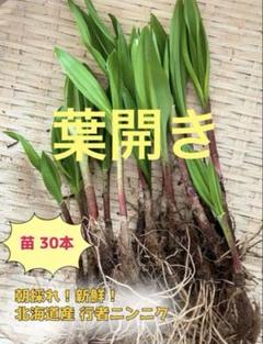 ②北海道 道東産✱天然物 行者にんにく苗 100本 日本全国送料無料商品 | 特集 | 楽天市場】山菜 行者にんにく