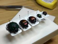 フンチュウセットダイコクコガネ