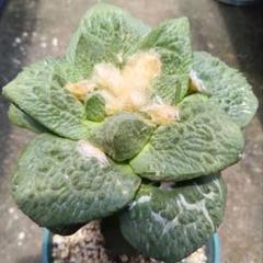 アリオカルプス　連山錦　実生　斑入り　プラ鉢　検）ゴジラ　黒王丸　コピアポア アリオカルプス 連山錦 実生 斑入り プラ鉢 検）ゴジラ 黒王丸