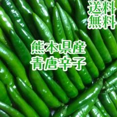 【熊本県産】生青唐辛子 100g 【送料無料】