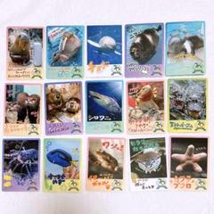 鳥羽水族館　コレカ　10パックセット　70周年記念　メイキラ　セレナ　チェキ風 2025年最新】鳥羽水族館 70周年の人気アイテム - メルカリ