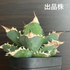 アガベ チタノタ ホワイトファイヤ 白火焔のサムネイル