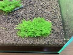 プレミアムモス④