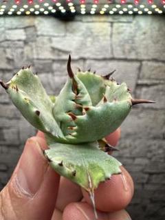 極レアハイブリッドアガベ「特青肌甲蟹×妖炎」Agave 極レアハイブリッドアガベ「特青肌甲蟹×妖炎」Agave アガベ