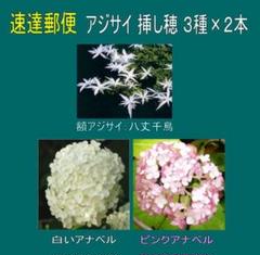 あじさい八丈千鳥　BS-02(開花実績株　小サイズ) あじさい八丈千鳥 BS-02(開花実績株 小サイズ) - メルカリ