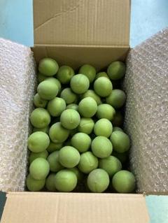 山梨県産青梅(白加賀) 2kg - メルカリ