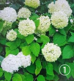 ぶんぶく茶釜　激レア紫陽花「くるくる」挿し穂3本＋おまけ アジサイカット苗 ぶんぶく茶釜様専用 激レア紫陽花「くるくる」挿し穂3本＋おまけ