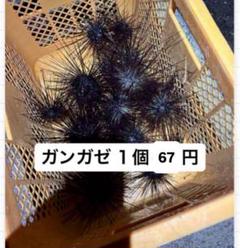 五島列島産エサ専用ガンガゼ 2025年最新】釣り餌 冷凍ガンガゼの人気アイテム - メルカリ
