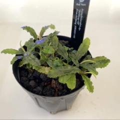 【HW便】 ブセファランドラsp. \"Sintang-5M\" Bucephalandra sp. Sintang-5L from Sintang ［HW0220-08