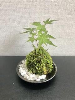 mrm9710 皿 もみじ 紅葉 青もみじ 陶器 銘々皿 取り皿 20枚 imgrc0074425933.jpg