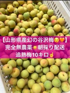 梅　農薬不使用　8キロ Amazon.co.jp: [Pesticide-free, no additives, only salt