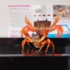 ♯Hvi03LJネイチャーテクニサワガニマグネットストラップ全14種
