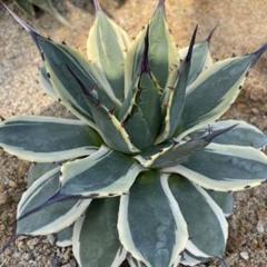 アガベ　バタークリーム　アプラナータ アガベ・アプラナータ 'クリーム スパイク'｜Agave applanata