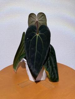 2025年最新】anthurium aceの人気アイテム - メルカリ