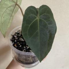 2025年最新】anthurium zaraの人気アイテム - メルカリ