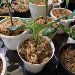 アグラオネマ　アンダマン　子株　06 Aglaonema pictum 