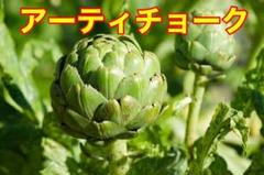 ベトナム 緑アーティチョークの種 20粒