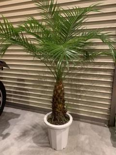 サンセベリア 観葉植物 ハイドロカルチャー 運気up 金運 幸運 風水 メルカリ