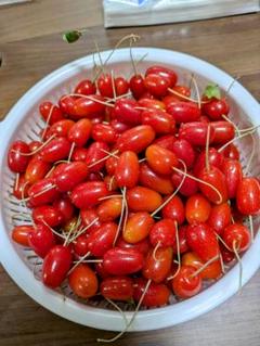 グミの実　5kg 貴重　無農薬　ジャム　茱萸　5キロ グミの実5kg 貴重無農薬ジャム茱萸5キロ