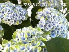 白グリーン系　アジサイ　5寸　3鉢セット 楽天市場】あじさい 鉢植え 緑の通販