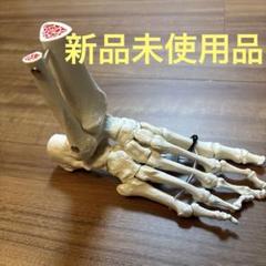 足骨モデル 脛骨・腓骨付 ゴム可動式　骨格3B Smart Anatomy社 足骨モデル 脛骨・腓骨付 ゴム可動式 骨格3B Smart Anatomy社
