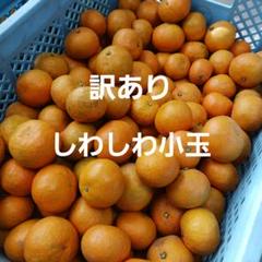 星タンゴール10キロ　小玉 みかん 小玉のおすすめ人気商品一覧 通販 - Yahoo!ショッピング