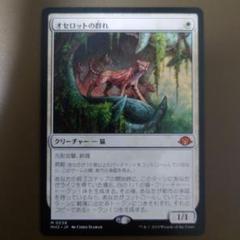 MTG オセロットの群れ 日本語　通常1枚foil1枚 リアル MTG オセロットの群れ 1枚＋トークンおまけ 日本語版