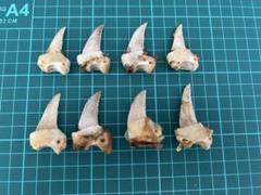 ヒグマの爪 骨 ヒグマの爪 骨