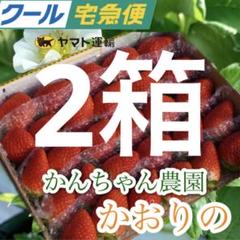 【クール便送料込】愛媛県産新鮮朝採りいちご クール便送料込】愛媛県産新鮮朝採りいちご （【クール便送料込