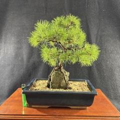 小品盆栽、赤石五葉松、山採取.、18年 目立った汚れなし 小品盆栽、赤石五葉松、模様木 目立った汚れ傷無し - メルカリ