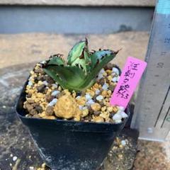 狂鉢検）アガベ チタノタ オテロイ カタチ製作所 渋谷英一 SRL