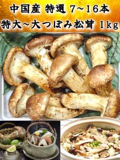 北海道　松茸　450g 訳あり 北海道 松茸 450g 訳あり