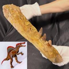 スピノサウルス ハンドクロウ 関節 かぎ爪 歯 牙 化石 恐竜 三葉虫 1192 スピノサウルス ハンドクロウ かぎ爪 化石 歯 牙 恐竜 三葉虫 1090