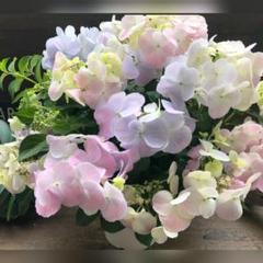 宿根草 苗 上品【花芽付】紫陽花『フレンチボレロ』正規品 ポット苗 のまま発送♪のサムネイル