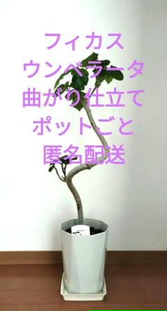 送料無料】無印良品 大型 観葉植物 フィカスウンベラータ200cm曲がり