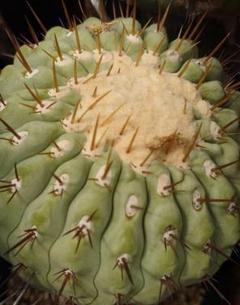 COPIAPOA MUDBALL コピアポア　フィギュア　まとめ売り 2025年最新】Copiapoa フィギュアの人気アイテム - メルカリ