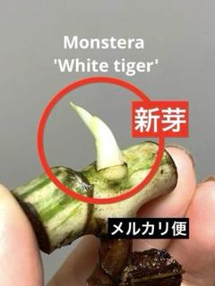2025年最新】モンステラホワイトタイガーの人気アイテム - メルカリ