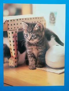 （傷）ドットオブジェと子猫　猫のポストカードのサムネイル