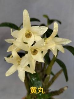 山野草 富貴蘭 セッコク(高知県産 トサキバナノセッコク) - メルカリ